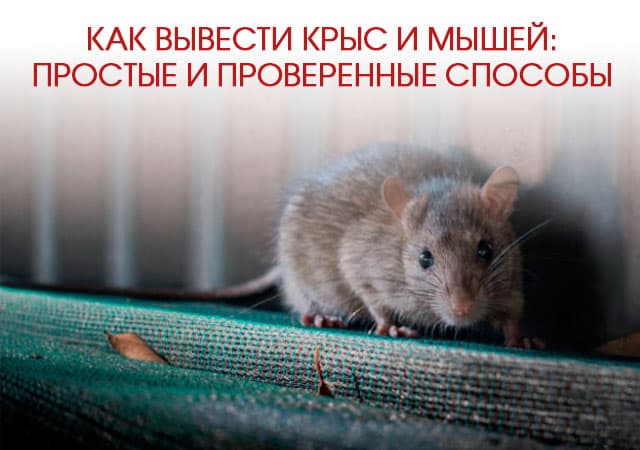 Как вывести крыс и мышей в Павловском Посаде: простые и проверенные способы