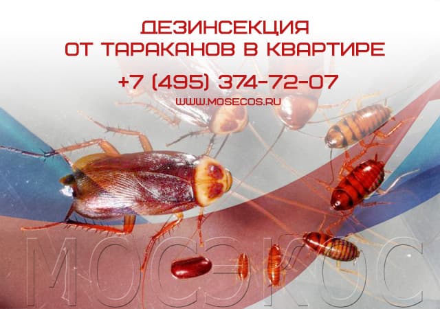 Дезинсекция от тараканов в квартире в Павловском Посаде