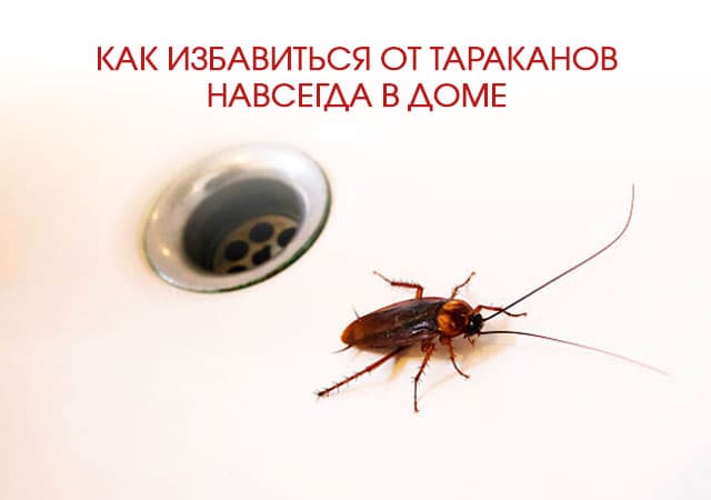 Как избавиться от тараканов в доме в Павловском Посаде