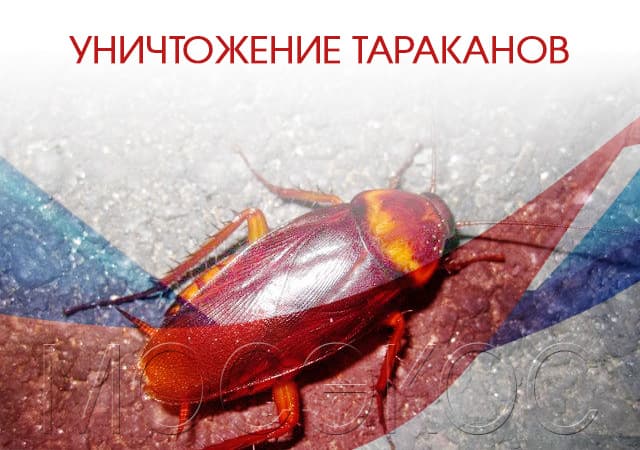 Уничтожение тараканов в Павловском Посаде