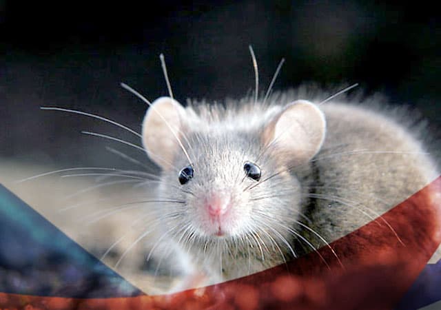 Уничтожение мышей в Павловском Посаде